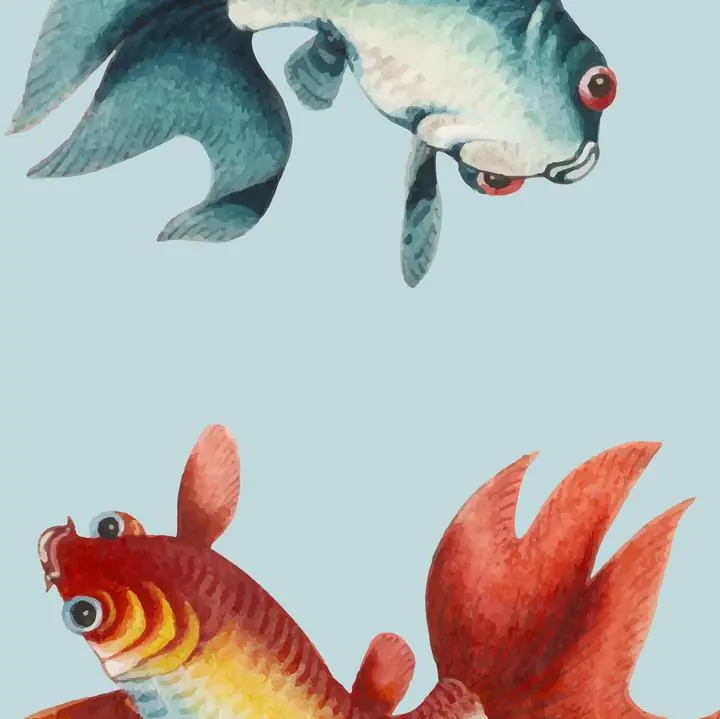 A gold and a silver fish.