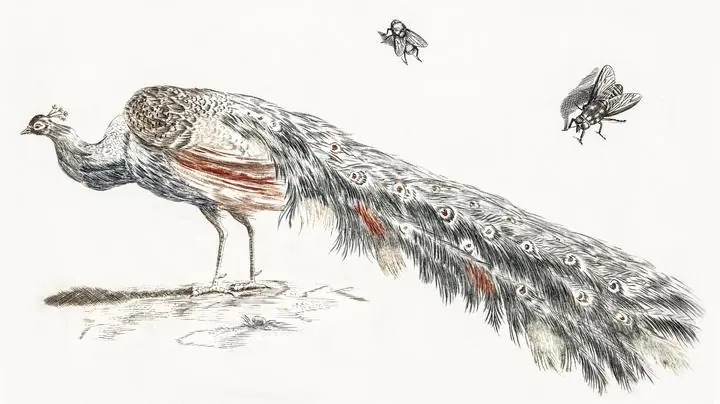 A peacock and two flies