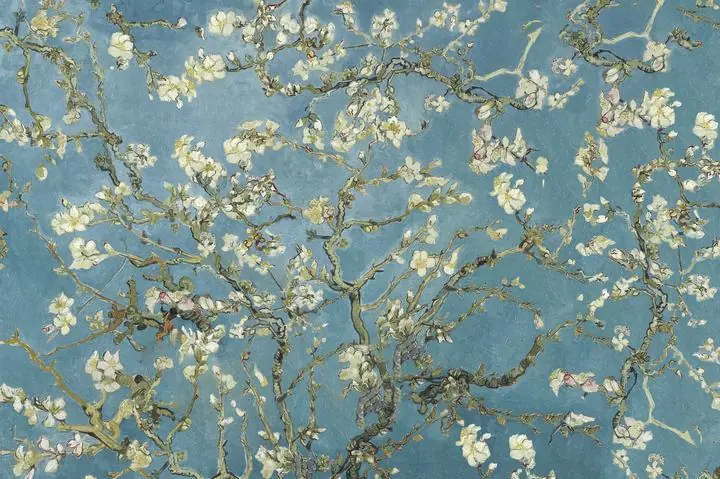 Almond blossom 2