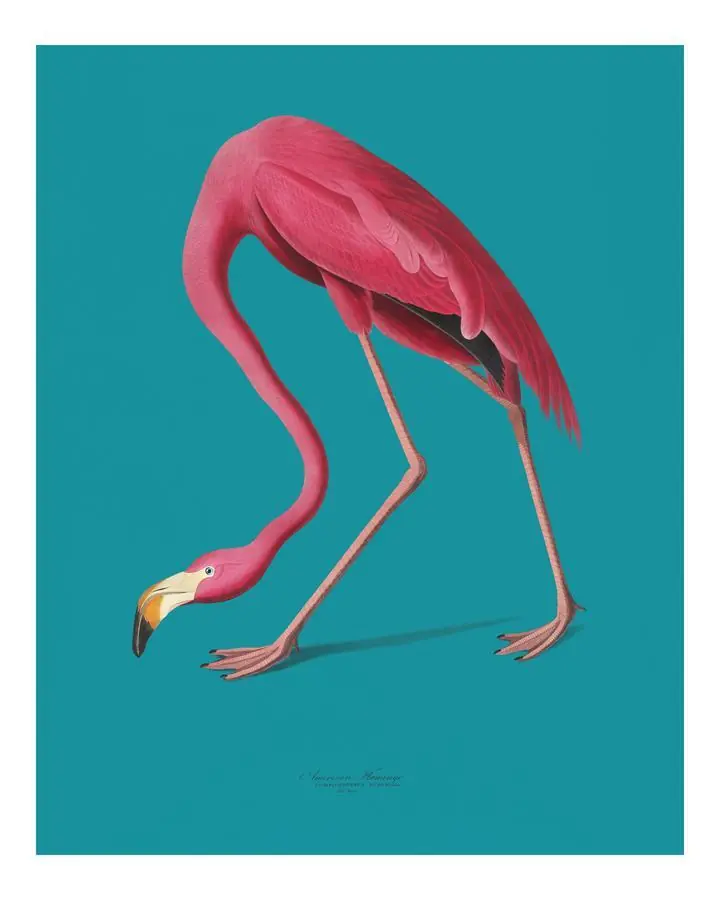American Flamingo Pink Bird Bending