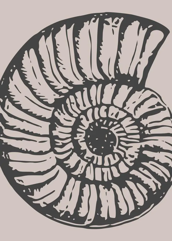 Ammonite Shell Closeup 2