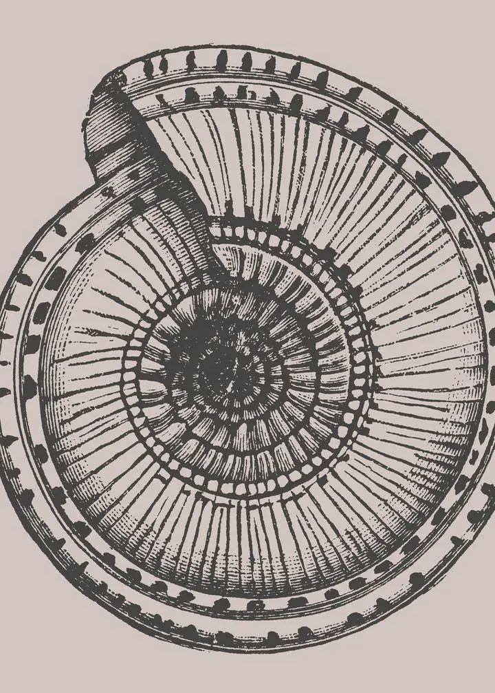 Ammonite Shell Closeup