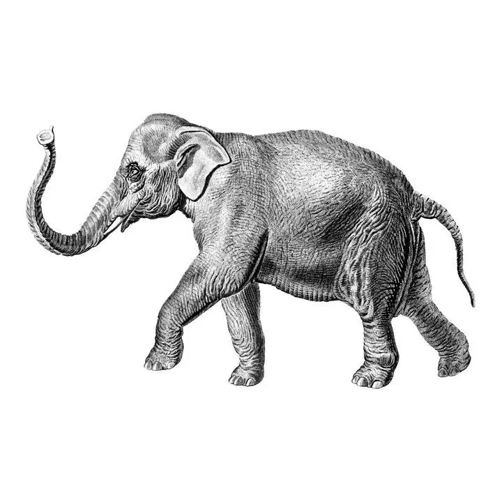 An Elephant, Aesthetic Art, Animal & Birds, Animal & Birds B
