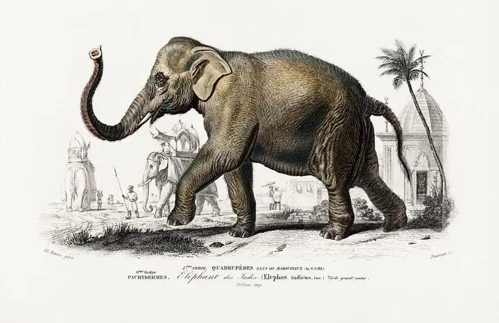 Asiatic Elephant Elephas Maximus, Aesthetic Art, Animal & Birds, Animal & Birds B