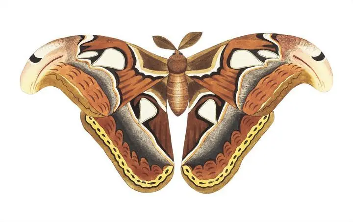 Atlas Moth, Aesthetic Art, Animal & Birds, Animal & Birds B