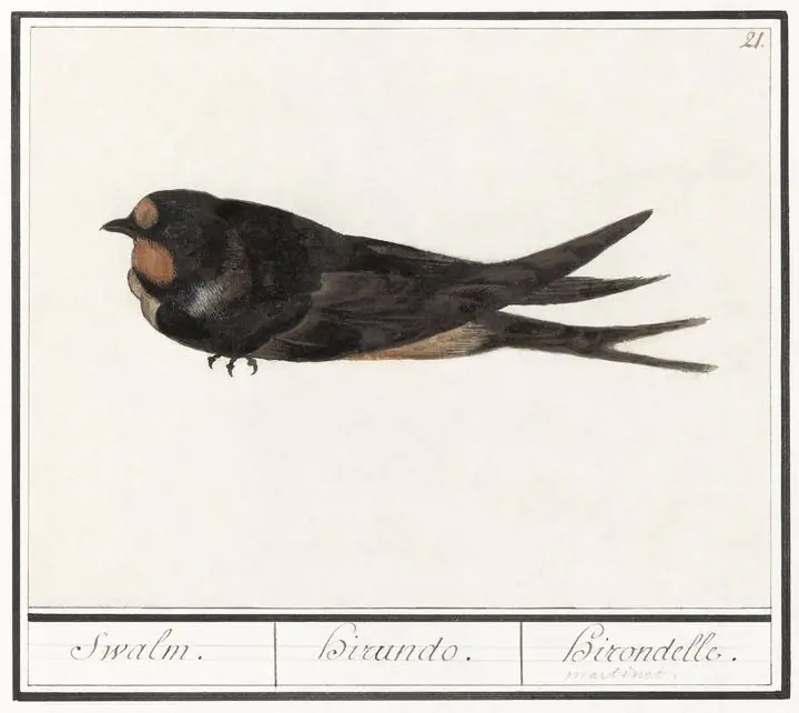 Barn Swallow, Aesthetic Art, Animal & Birds, Animal & Birds B