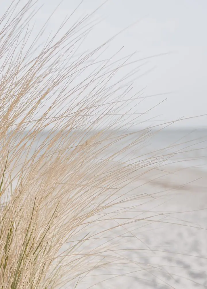 Beach Sea Grass