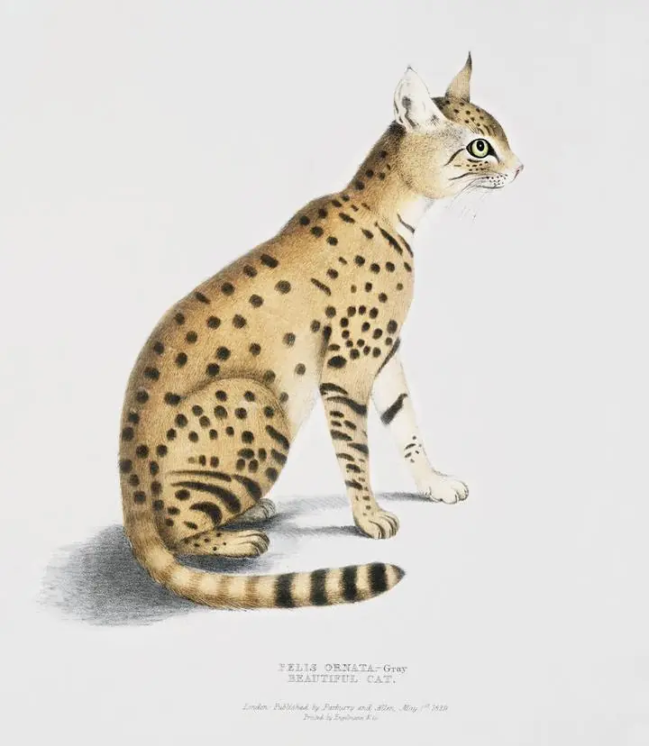 Beautiful Cat Felis Ornata, Aesthetic Art, Animal & Birds, Animal & Birds B