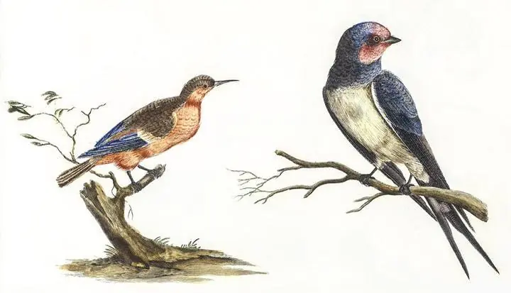 Bee-Eater And A Swallow, Aesthetic Art, Animal & Birds, Animal & Birds B