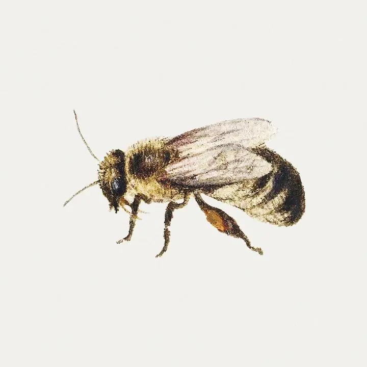 Bee From Sheet Of Studies Of Nine Insects, Aesthetic Art, Animal & Birds, Animal & Birds B