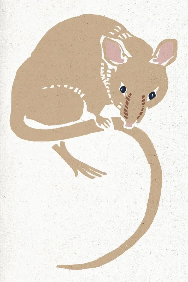 Beige Rat, Aesthetic Art, Animal & Birds, Animal & Birds B