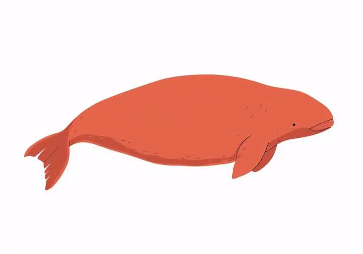 Beluga Whale Illustration