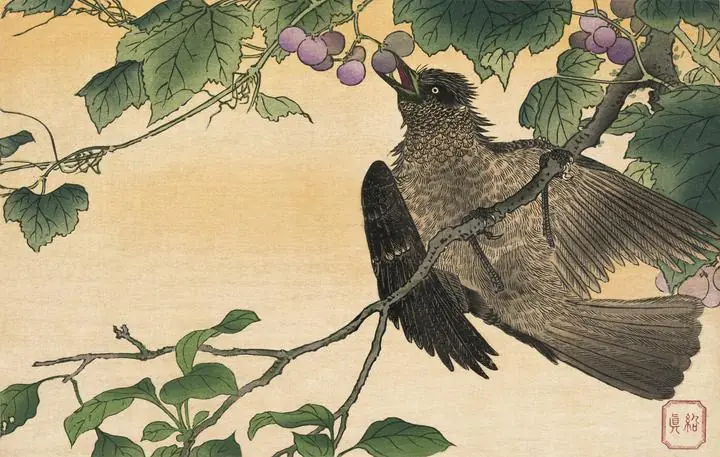 Bird Picking Grapes, Aesthetic Art, Animal & Birds, Animal & Birds B