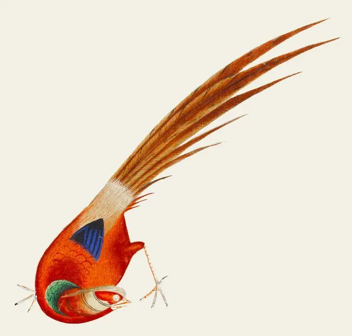 Bird.-1, Aesthetic Art, Animal & Birds, Animal & Birds B