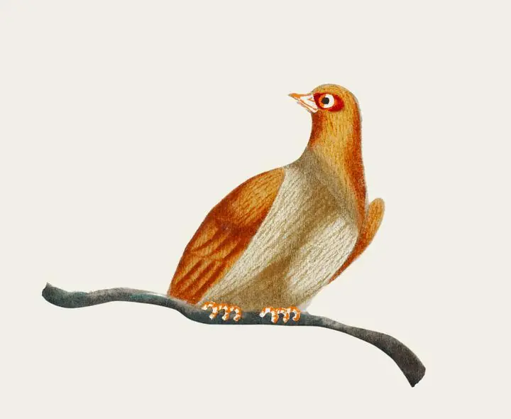 Bird., Aesthetic Art, Animal & Birds, Animal & Birds B