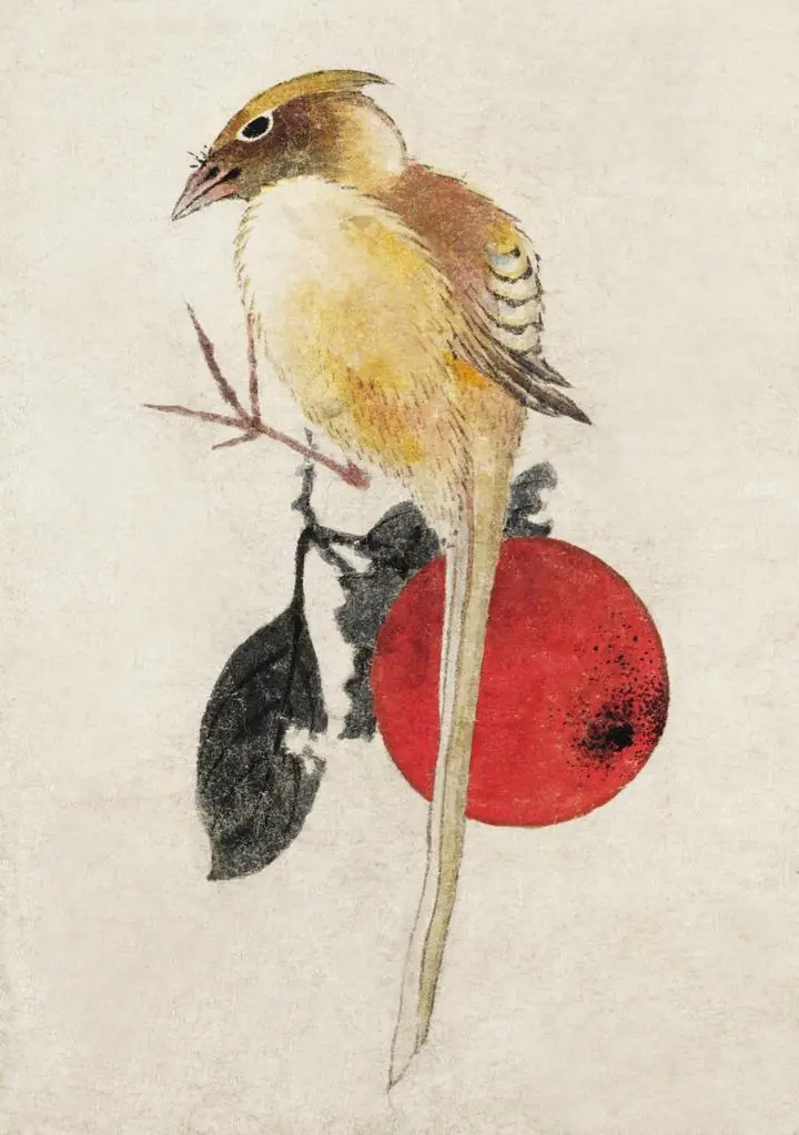 Birds Japanese, Aesthetic Art, Animal & Birds, Animal & Birds B