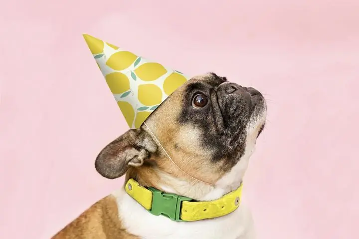 Birthday Cone Hat Mockup, Aesthetic Art, Animal & Birds, Animal & Birds B