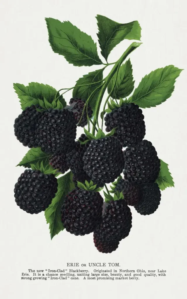 Black Berries 2