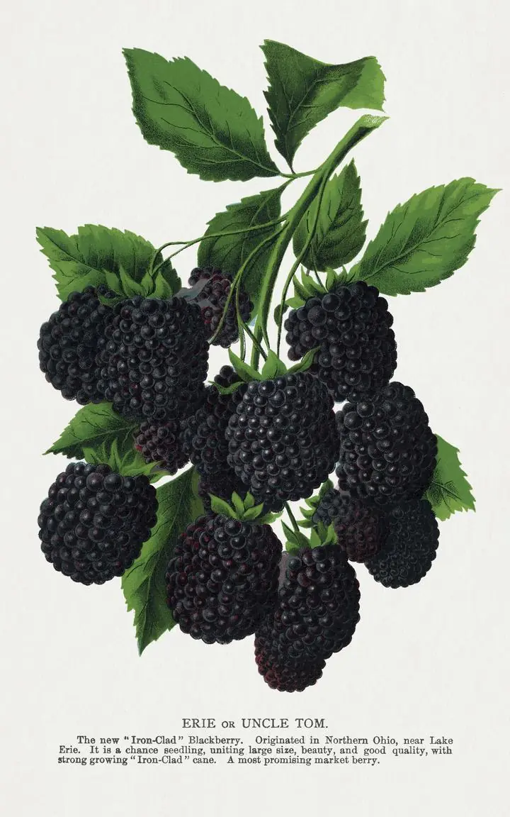 Black Berries 2, Aesthetic Art, Fruits