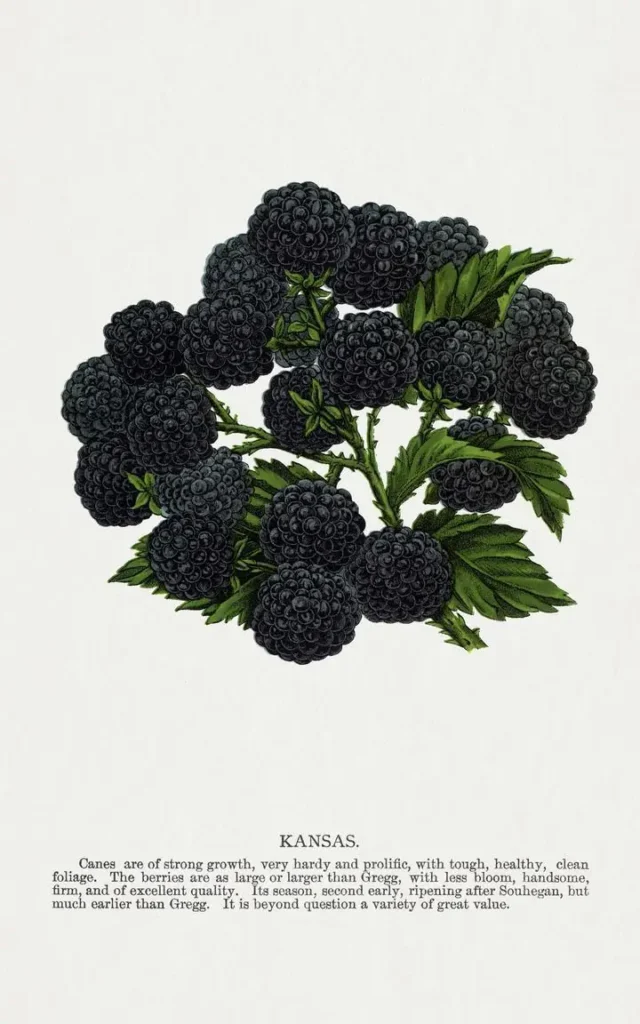 Black Blackberries