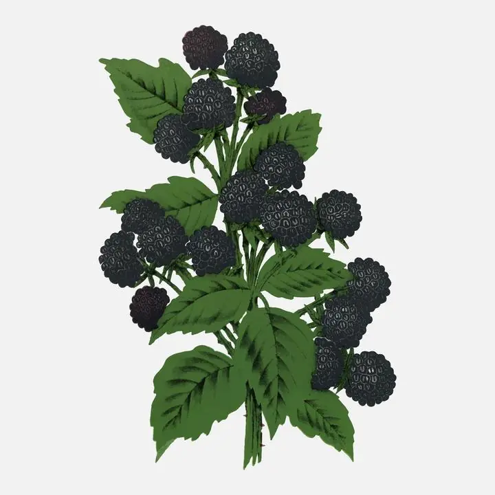 Black Blackberries Bush