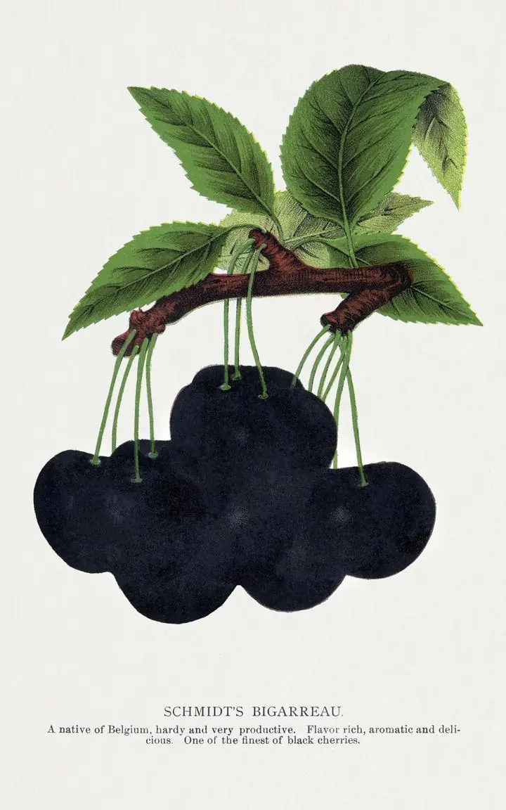 Black Cherries 2, Aesthetic Art, Fruits