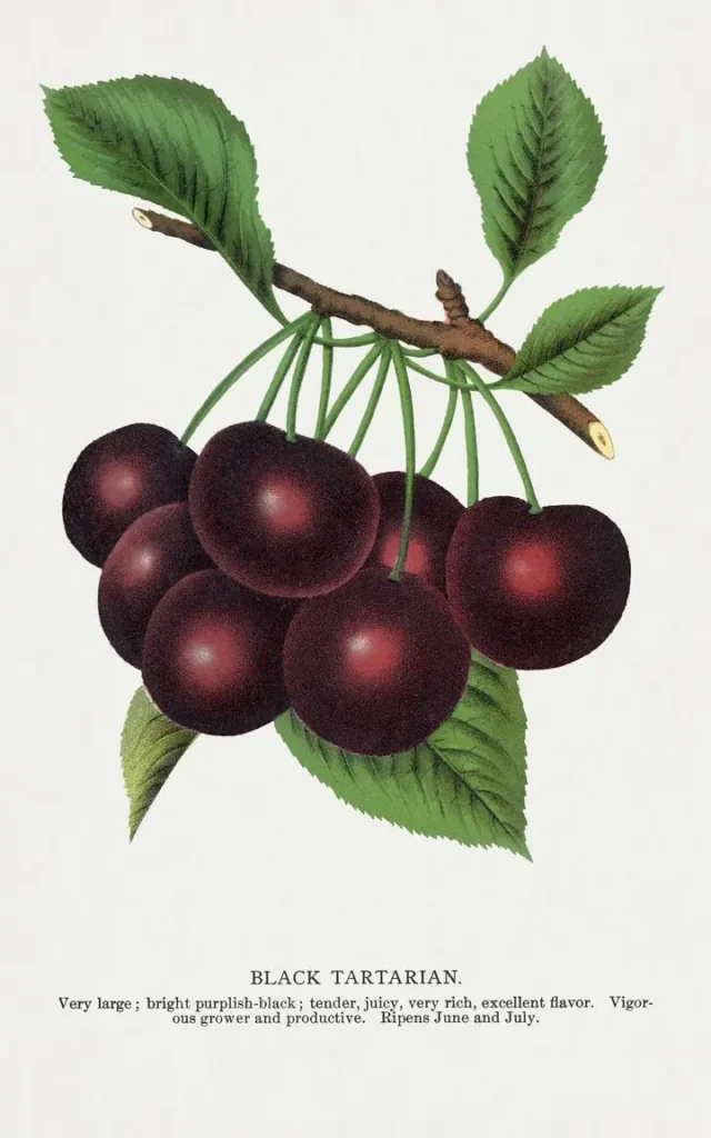 Black Cherries