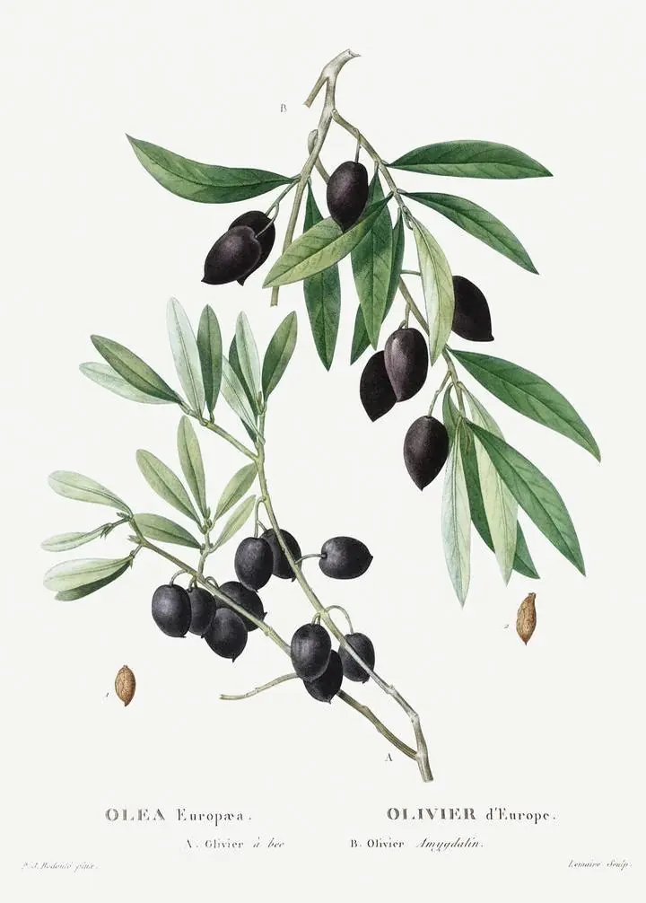 Black Olive Branch
