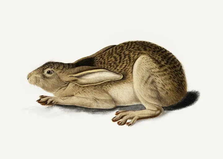 Black-Tailed Hare, Aesthetic Art, Animal & Birds, Animal & Birds B
