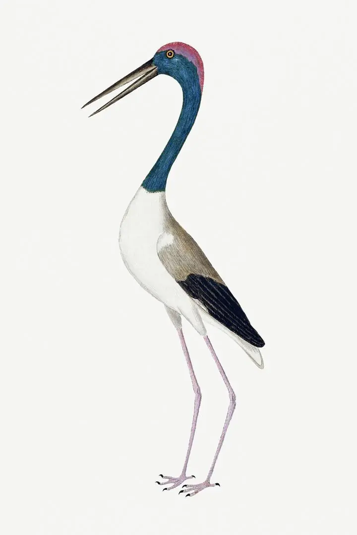 Black-Necked Stork, Aesthetic Art, Animal & Birds, Animal & Birds B