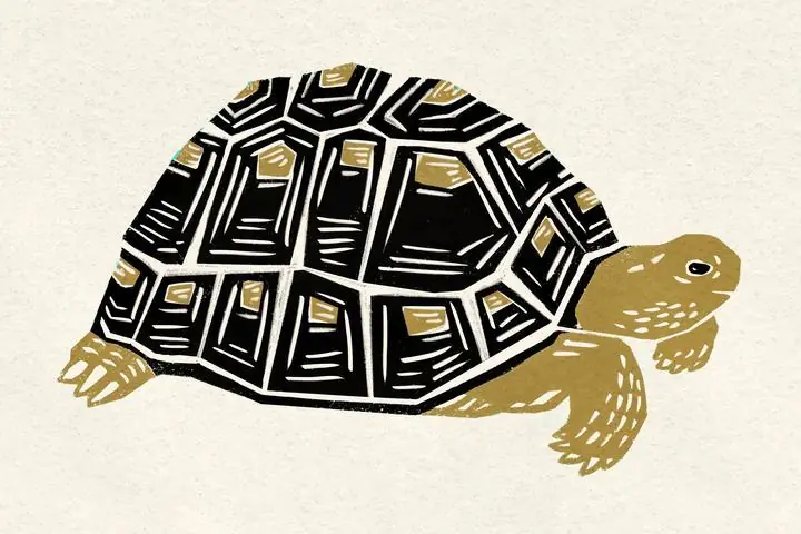 Black Turtle, Aesthetic Art, Animal & Birds, Animal & Birds B