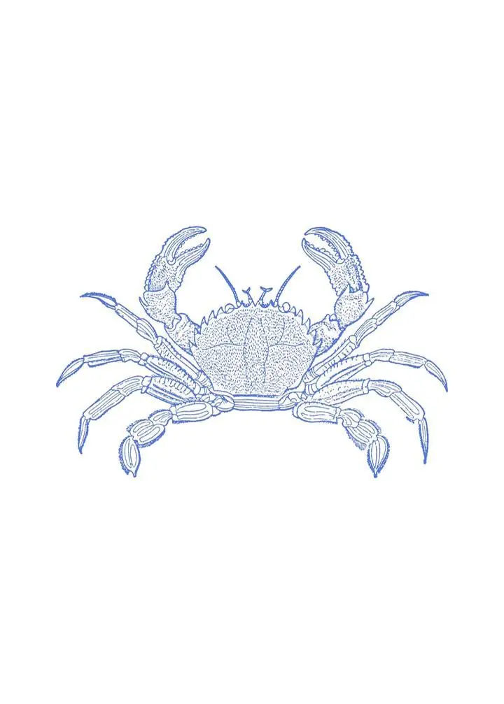 Blue Crab Illustration 2
