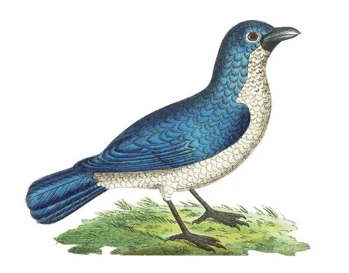 Blue Shrike, Aesthetic Art, Animal & Birds, Animal & Birds B