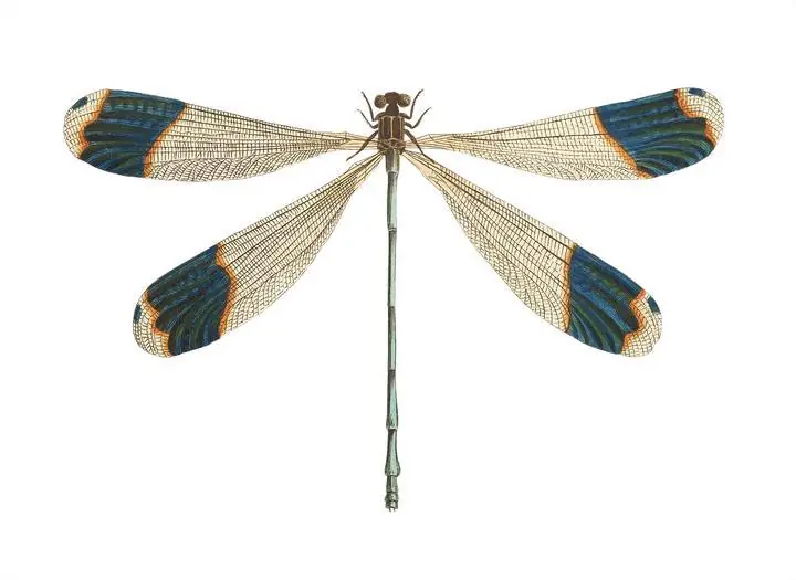 Blue-Tipped Dragonfly, Aesthetic Art, Animal & Birds, Animal & Birds B
