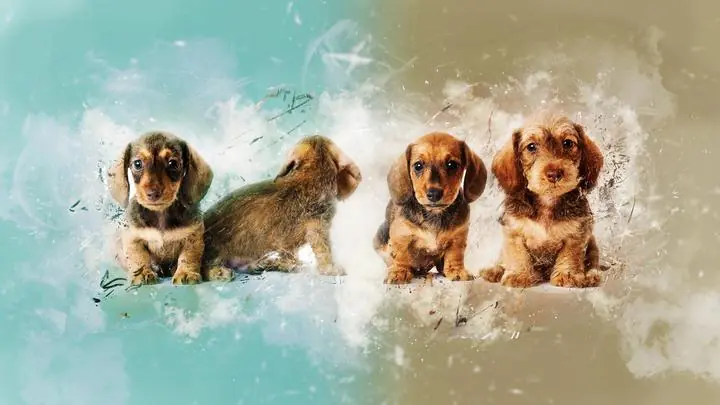 Brown Dogs, Wall Art, Decor Wall Art, Decor Wall Art E