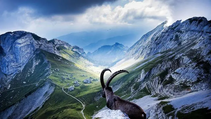 Brown Mountain Goat, Wall Art, Decor Wall Art, Decor Wall Art E