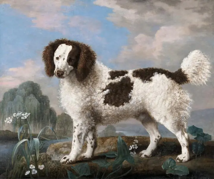 Brown And White Norfolk Or Water Spaniel, Aesthetic Art, Animal & Birds, Animal & Birds B