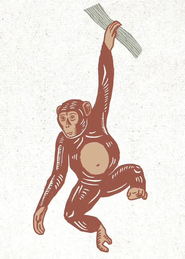 Brown Monkey, Aesthetic Art, Animal & Birds, Animal & Birds B