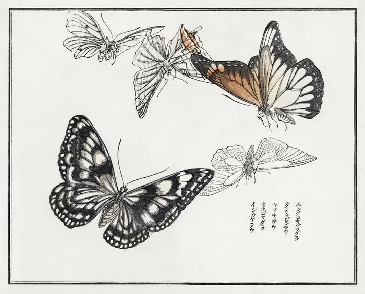 Butterflies Illustration, Aesthetic Art, Animal & Birds, Animal & Birds B