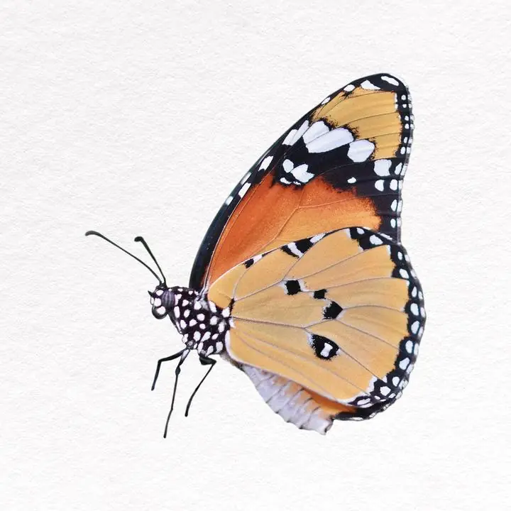 Butterfly Collage, Aesthetic Art, Animal & Birds, Animal & Birds B