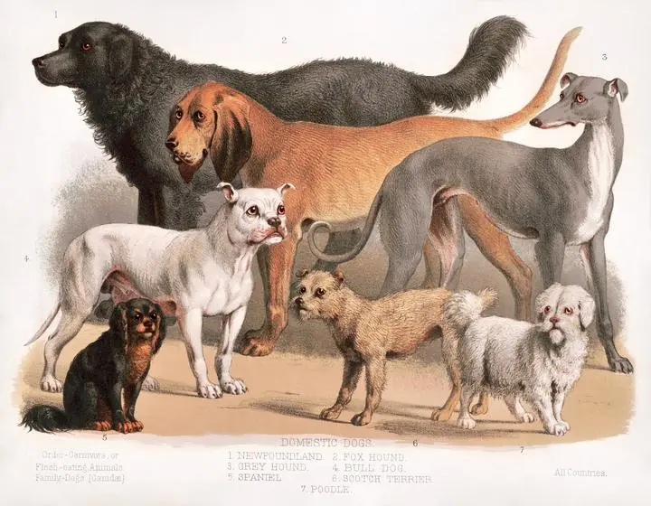 Carnivora 1874 Flesh-Eating Animals, Aesthetic Art, Animal & Birds, Animal & Birds B