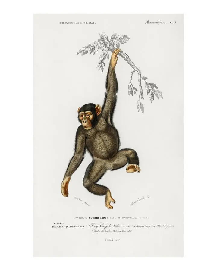 Chimpangze, Aesthetic Art, Animal & Birds, Animal & Birds B