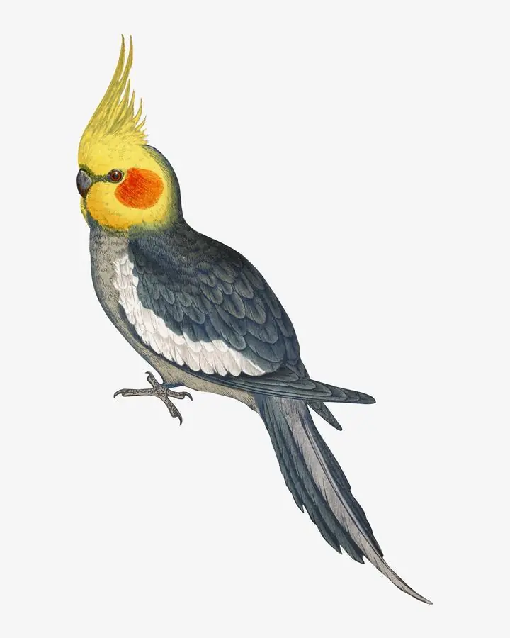 Cockatiel Vintage Bird Illustration, Aesthetic Art, Animal & Birds, Animal & Birds B