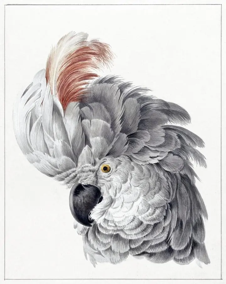Cockatoo Head 1725-1792, Aesthetic Art, Animal & Birds, Animal & Birds B