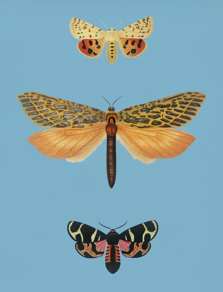 Collection Of Moths., Aesthetic Art, Animal & Birds, Animal & Birds B
