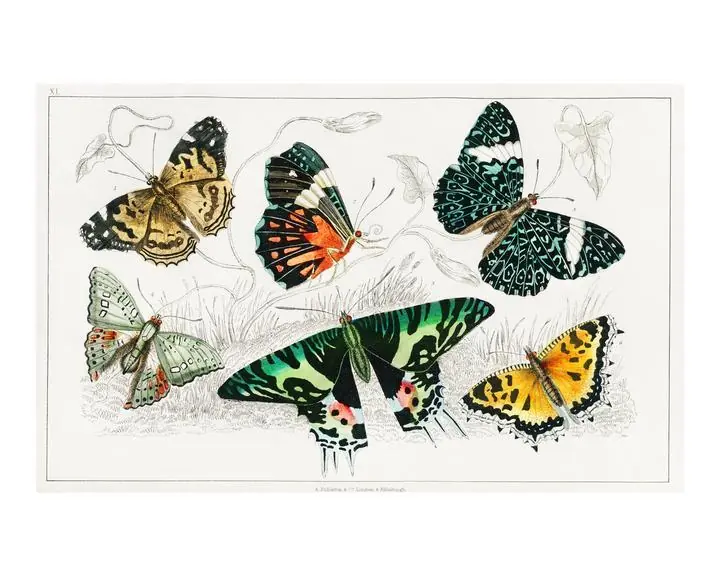 Collection Of Various Butterflies, Aesthetic Art, Animal & Birds, Animal & Birds B