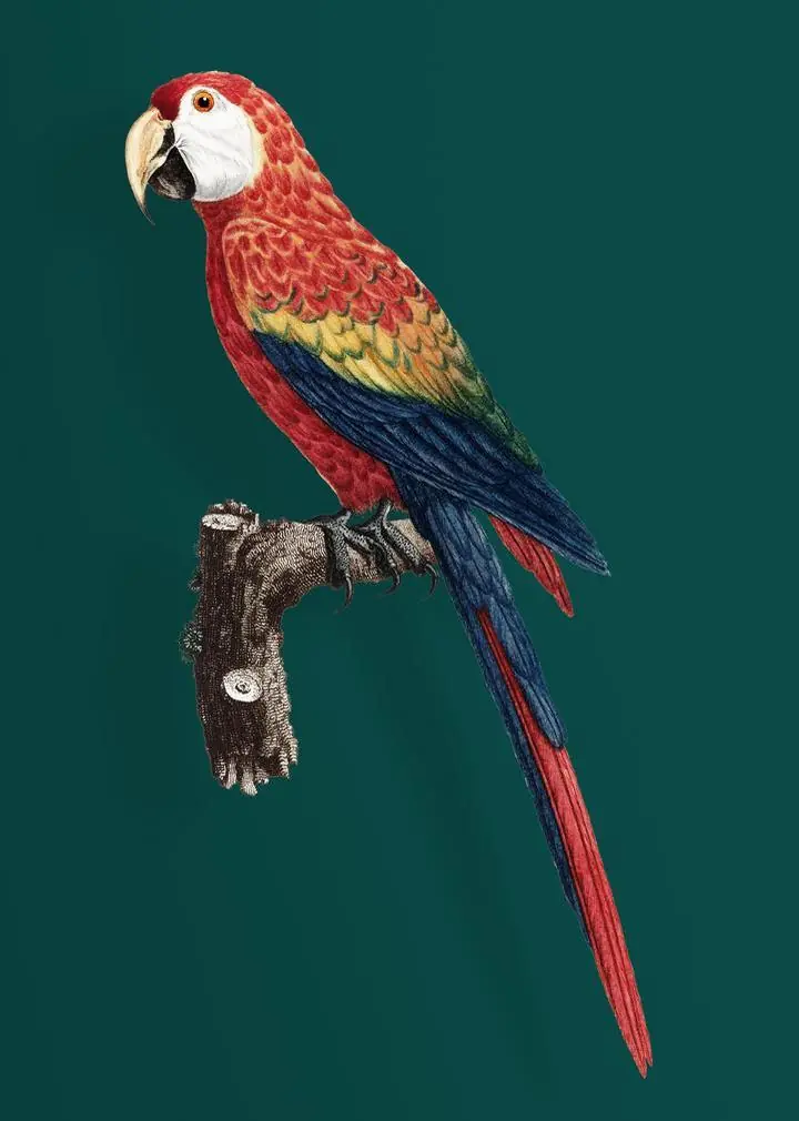Colorful Araracanga, Aesthetic Art, Animal & Birds, Animal & Birds B