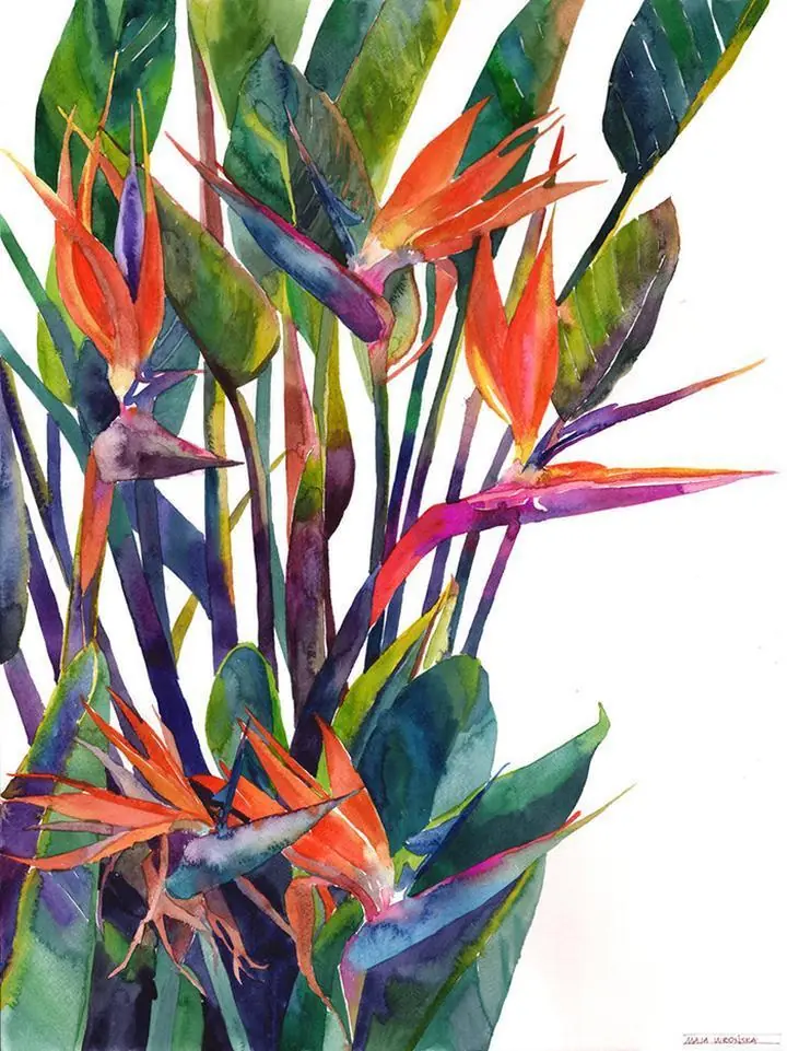 Colorful Bird Of Paradise Flowers, Wall Art, Water Color Art, Water Color Art A