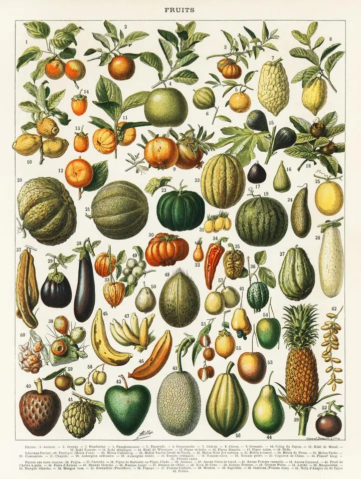 Colorful Fruit Illustration, Aesthetic Art, Fruits