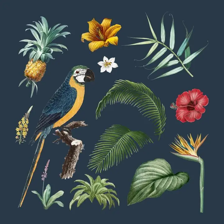 Colorful Tropical, Aesthetic Art, Animal & Birds, Animal & Birds B